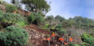 El Cabildo de La Gomera aprueba un nuevo proyecto de recuperación de bancales con 3 millones de euros de inversión