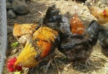 El Ministerio de Agricultura, Pesca y Alimentación levanta el confinamiento de las aves de corral al mejorar la situación de riesgo de influenza aviar