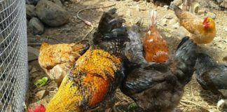 El Cabildo respalda la labor de la Asociación La Campera para la recuperación de la gallina canaria