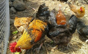 El Ministerio de Agricultura, Pesca y Alimentación levanta el confinamiento de las aves de corral al mejorar la situación de riesgo de influenza aviar