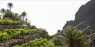 El Cabildo incorpora 150 mil euros para mejoras en infraestructuras vitivinícolas de La Gomera