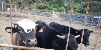 Hacienda incluirá el pienso para alimentación animal en los productos exentos de IGIC