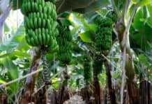 El Gobierno aprueba un convenio para mejorar el cultivo de platanera con riego de alta eficiencia en Hermigua