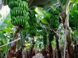 El Gobierno aprueba un convenio para mejorar el cultivo de platanera con riego de alta eficiencia en Hermigua