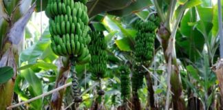 Curbelo insiste en que el Estado debe tener en cuenta las singularidades del plátano canario