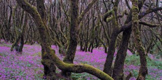 La Gomera conmemora su undécimo aniversario como Reserva de la Biosfera