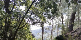 La Gomera recupera el bosque termófilo con la plantación de 20 mil ejemplares en los últimos años