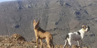 El Cabildo aprueba el calendario de caza con escopeta a partir del 17 de septiembre