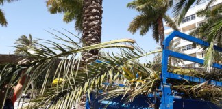 En marcha la campaña municipal de poda de palmeras en San Sebastián de La Gomera