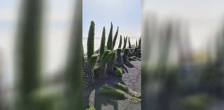 Aparecen tajinastes cortados por la mitad en La Palma