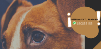 Taller solidario para aprender a prestar primeros auxilios a mascotas