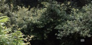 La Gomera nuevamente anfitriona del Premio del Club de Ecoturismo de España