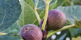 El amor y los higos de leche en las medianías del sur