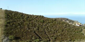 El Cabildo ejecuta labores de mantenimiento de los cinturones de defensa contra incendios en medianías