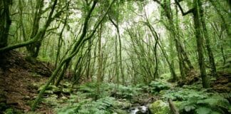 El PSOE respalda el control de acceso de vehículos a El Cedro en el Parque Nacional de Garajonay
