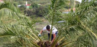 El Cabildo abona 346 mil euros en incentivos directos al sector primario de La Gomera