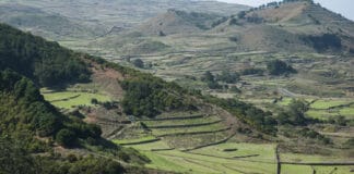 Transición Ecológica extiende el ‘Proyecto ojeadores’ a Fuerteventura, Lanzarote, La Palma y La Gomera