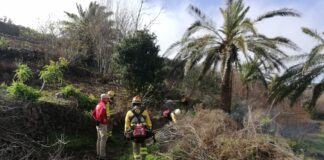 El Cabildo inicia los trabajos de ejecución de un cinturón de defensa contra incendios en Chipude