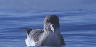 El Cabildo inicia la campaña de la Pardela Cenicienta y pide reducir el impacto lumínico en zonas de costas