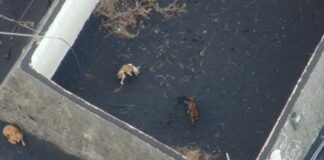 Operación “a contrarreloj”: preparan el rescate con drones de los cuatro perros