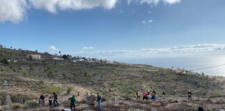 La Gomera celebra el Día del Árbol este sábado con una jornada de plantación