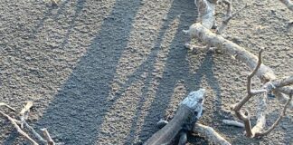 El apego de los animales a su territorio, a prueba de volcán