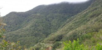 Iniciativa por La Gomera (IxLG) muestra su preocupación por el recorte que sufrirá el Parque Nacional de Garajonay en 2022