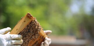 El Cabildo apuesta por la formación en el sector primario con un curso sobre apicultura