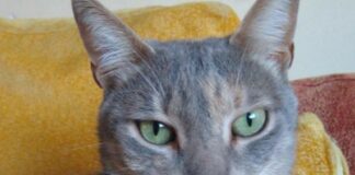 Amores del tercer milenio