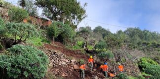 El Cabildo ejecuta más de 80 actuaciones para recuperar los bancales de La Gomera
