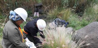 El Cabildo activa un plan para el control y erradicación de flora exótica invasora en la isla