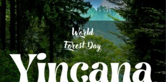 La Gomera celebra el Día Internacional de los Bosques con una jornada en Las Nieves