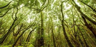 Las áreas de influencia socioeconómica de los parques nacionales canarios recibirán cerca de un millón de euros