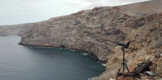 El Aeropuerto de La Gomera colabora en la conservación del águila pescadora