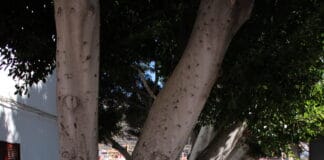 Todo a punto para la reforma de la plaza y parque ‘Los Bancos’ en El Calvario