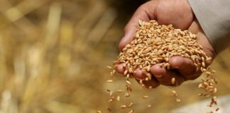 La leche y el trigo en Canarias, en niveles críticos