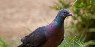 Las 8 aves ‘exclusivas’ de España, varias de ellas de La Gomera