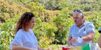 Cabildo y GMR apuestan por la comercialización del mango gomero y presentan su nuevo empaquetado