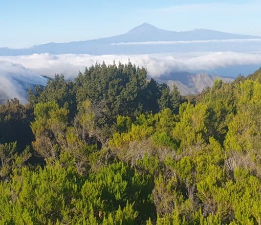 Detectados 50 terremotos en las Cañadas del Teide tras una semana de calma