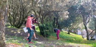 El Cabildo organiza unas jornadas de control y eliminación de especies exóticas invasoras