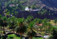 Juan Montesino Barrera: “El paisaje de La Gomera sin palmeras es vulgar”