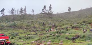 El Cabildo finaliza el programa de empleo juvenil tras ejecutar una veintena de acciones medioambientales