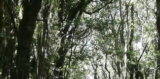 El Parque Nacional de Garajonay establece control de acceso de vehículos a la zona del Riachuelo de El Cedro