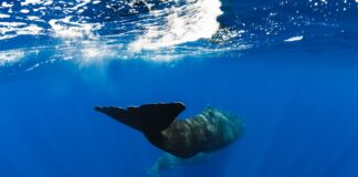 El proyecto LIFE INTEMARES pone en marcha diversas campañas oceanográficas que permitirán diseñar medidas para minimizar las colisiones de cetáceos con embarcaciones