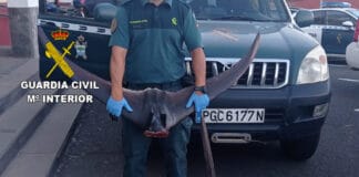 La Guardia Civil investiga a un hombre por un delito relacionado con la Protección de la Flora y la Fauna al capturar ilegalmente un pez Marlín en La Gomera