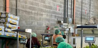 El Cabildo cierra este viernes el plazo para acogerse a los incentivos dirigidos al fomento del sector primario