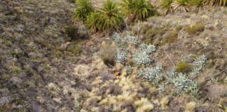 El Cabildo intensifica las tareas de control del rabo de gato con nuevos trabajos verticales