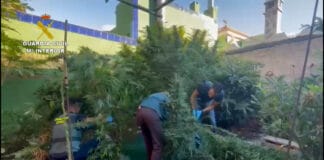 La Guardia Civil desarrolla en todas las islas de la provincia de S/C de Tenerife una operación contra el cultivo de marihuana