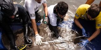 Transición Ecológica inicia los trabajos de seguimiento de rayas mantelinas en Valle Gran Rey