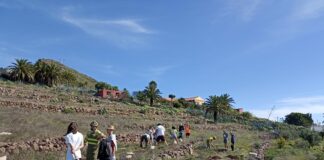 El Cabildo refuerza la plantación de especies termófilas en zonas del sur de la isla